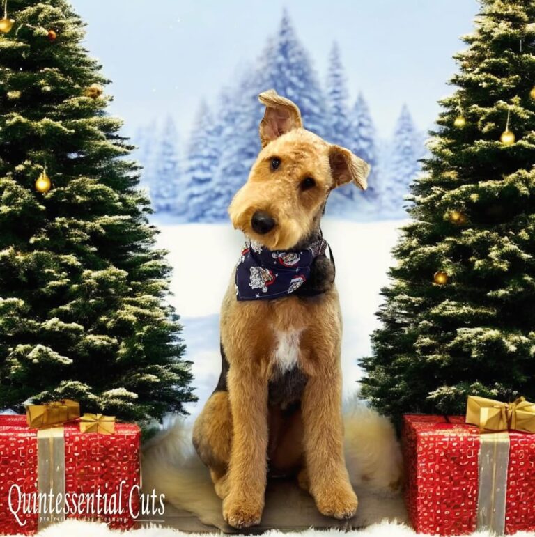 AFF41F17 8F01 4B9D 80B6 876D8D46CDCC 768x771