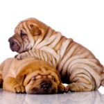 iStock 000008503830XSmall 150x150